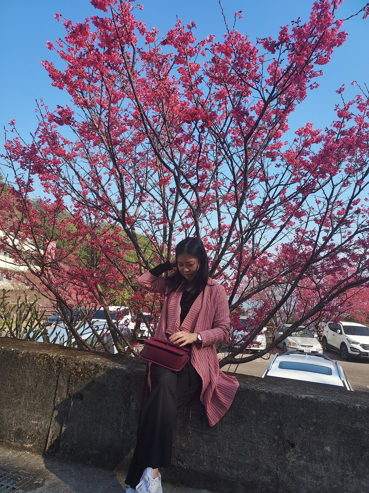 苗栗獅潭┃一日行程~苗栗賞櫻「協雲宮櫻花步道」順路吃「桃之屋」公館超親民道地客家料理