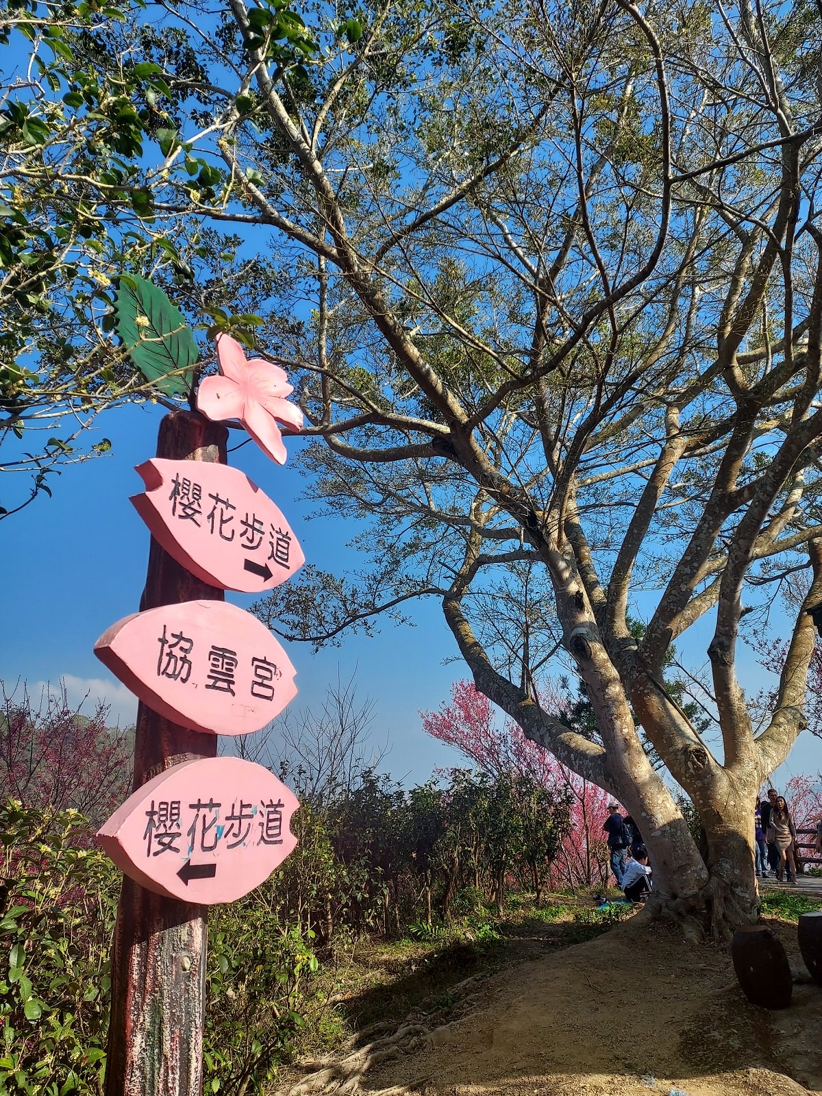 苗栗獅潭┃一日行程~苗栗賞櫻「協雲宮櫻花步道」順路吃「桃之屋」公館超親民道地客家料理