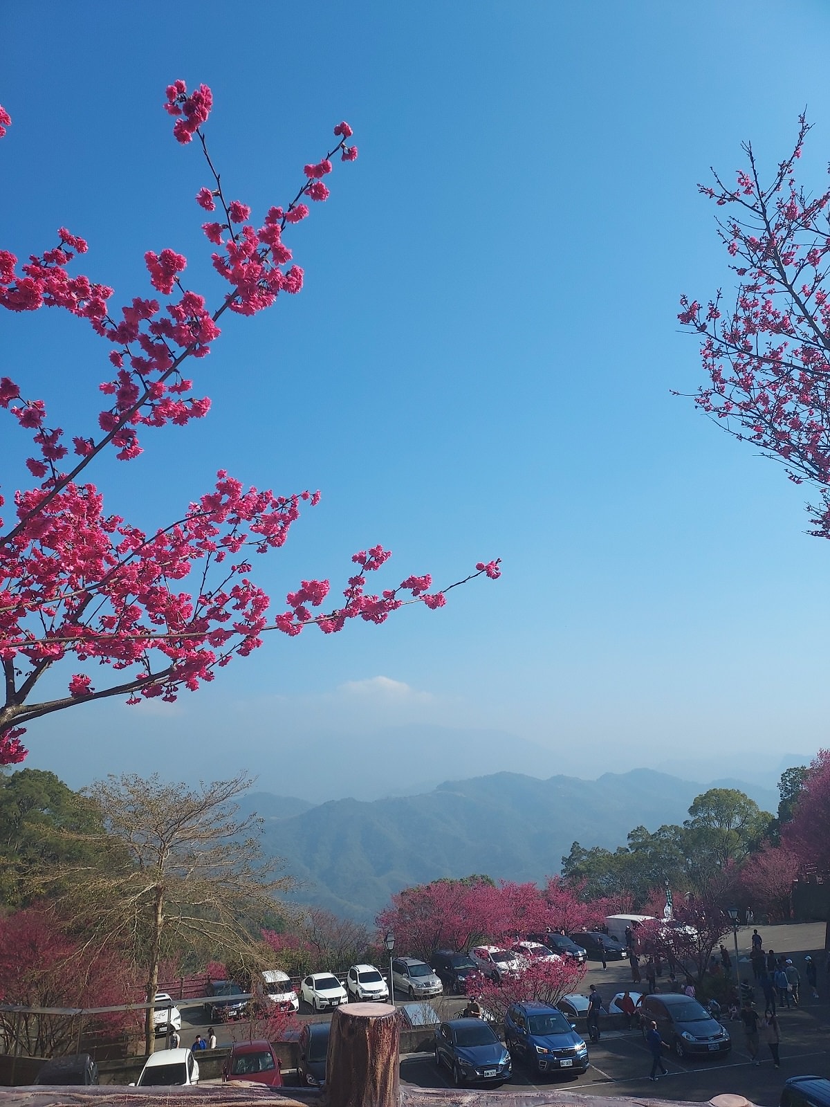 苗栗獅潭┃一日行程~苗栗賞櫻「協雲宮櫻花步道」順路吃「桃之屋」公館超親民道地客家料理