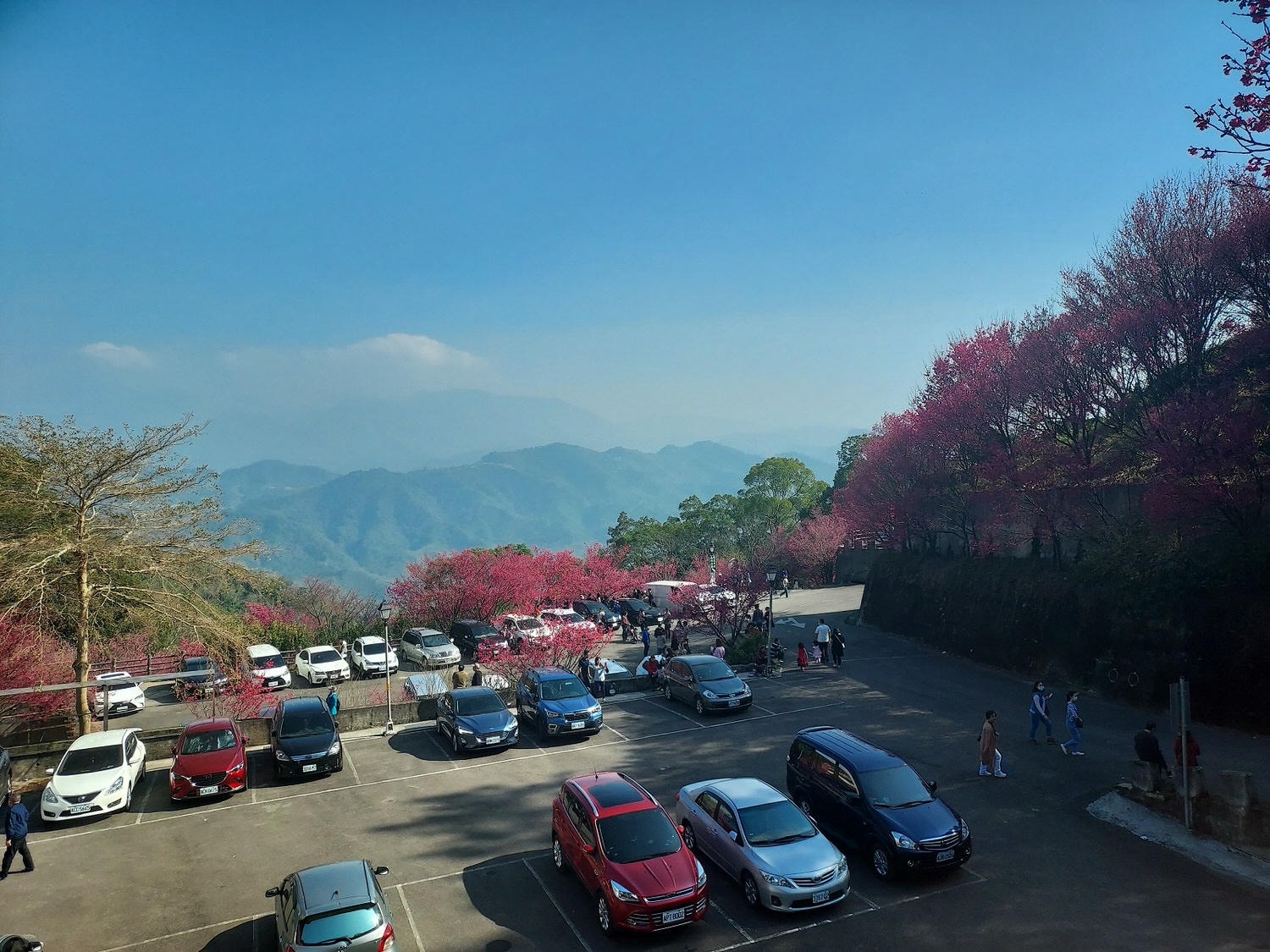 苗栗獅潭┃一日行程~苗栗賞櫻「協雲宮櫻花步道」順路吃「桃之屋」公館超親民道地客家料理