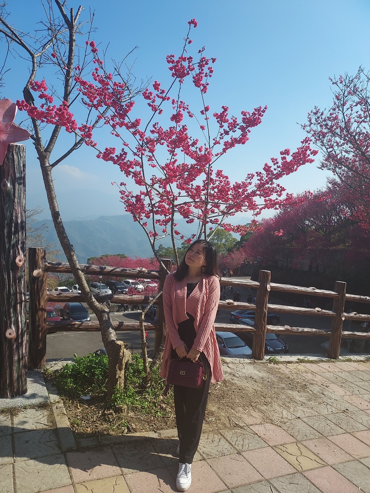 苗栗獅潭┃一日行程~苗栗賞櫻「協雲宮櫻花步道」順路吃「桃之屋」公館超親民道地客家料理