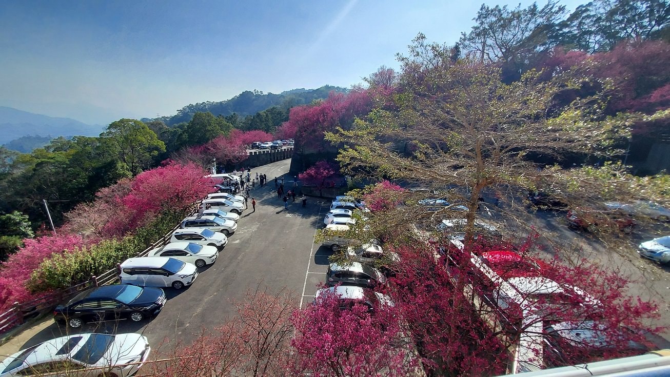 苗栗獅潭┃一日行程~苗栗賞櫻「協雲宮櫻花步道」順路吃「桃之屋」公館超親民道地客家料理