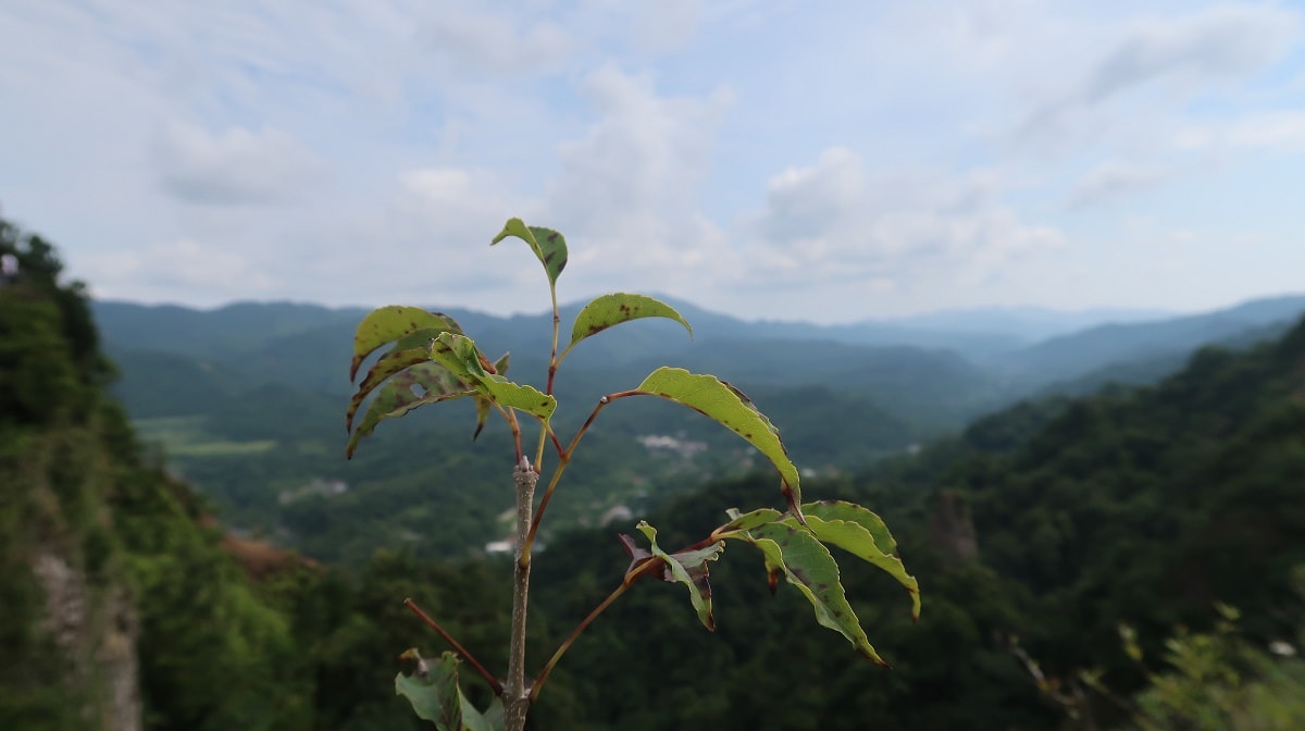 新北平溪┃平溪爬山 素人挑戰垂直崖壁 平溪孝子山・慈母峰・普陀峰 征服阧峭石階 難忘登頂風景