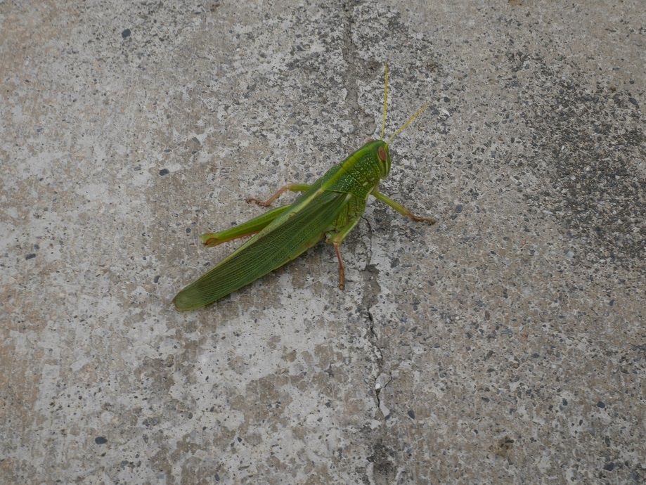 花蓮豐濱┃自然保護區「石梯坪遊憩區」單面山白石觀海浪 豐濱大灣休憩區 芭崎瞭望台