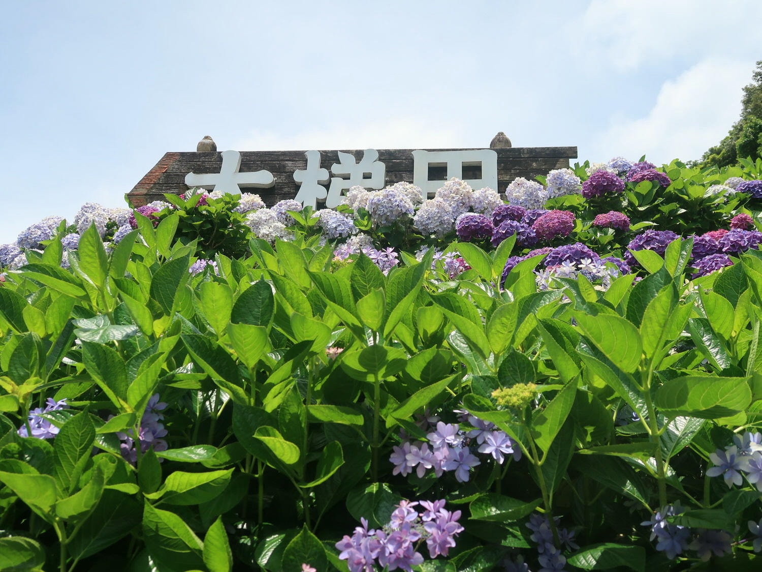 台北賞花┃陽明山竹子湖繡球花「大梯田」每年6月繽紛回憶 捷運石牌站轉小8公車 竹子湖下車