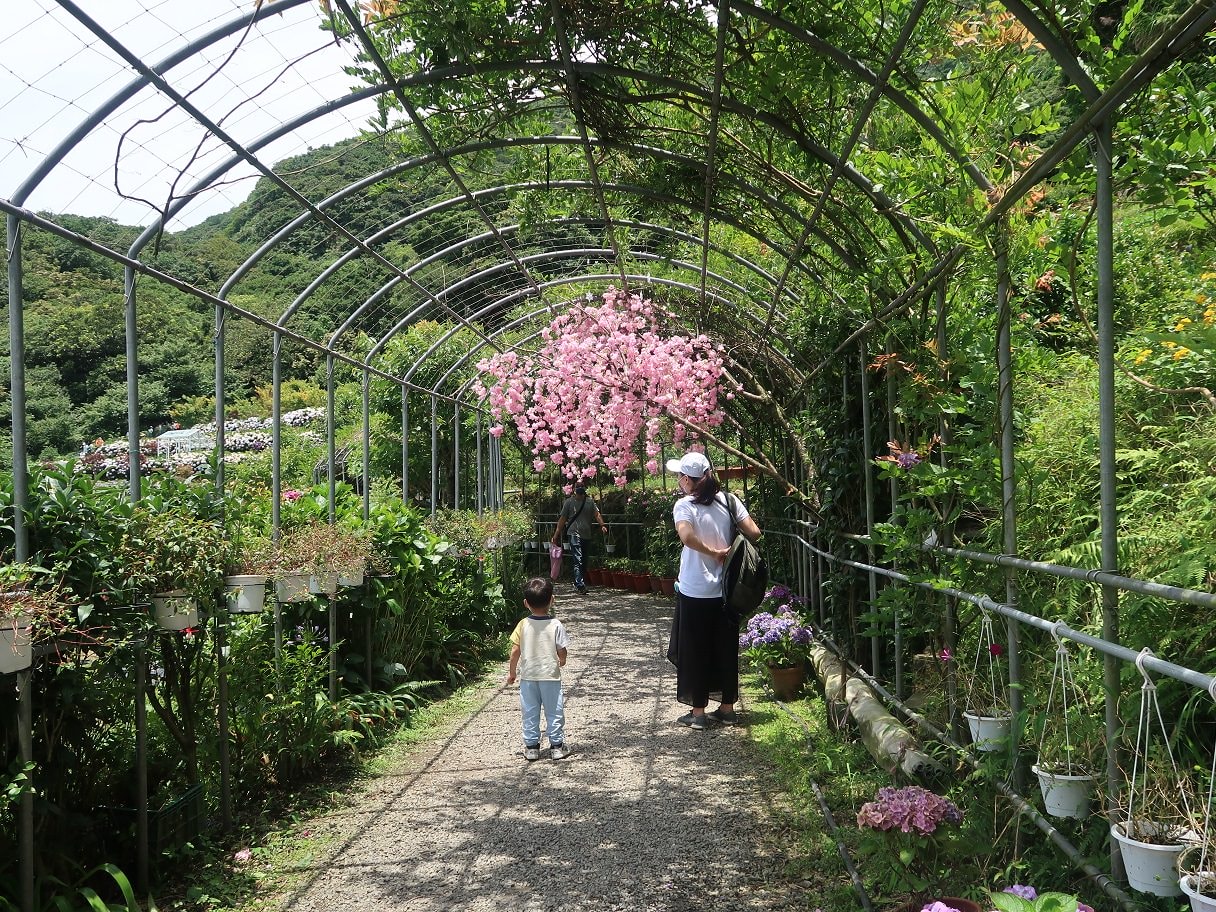 台北賞花┃陽明山竹子湖繡球花「大梯田」每年6月繽紛回憶 捷運石牌站轉小8公車 竹子湖下車