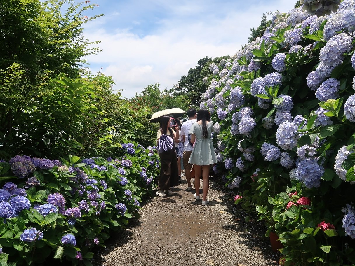 台北賞花┃陽明山竹子湖繡球花「大梯田」每年6月繽紛回憶 捷運石牌站轉小8公車 竹子湖下車