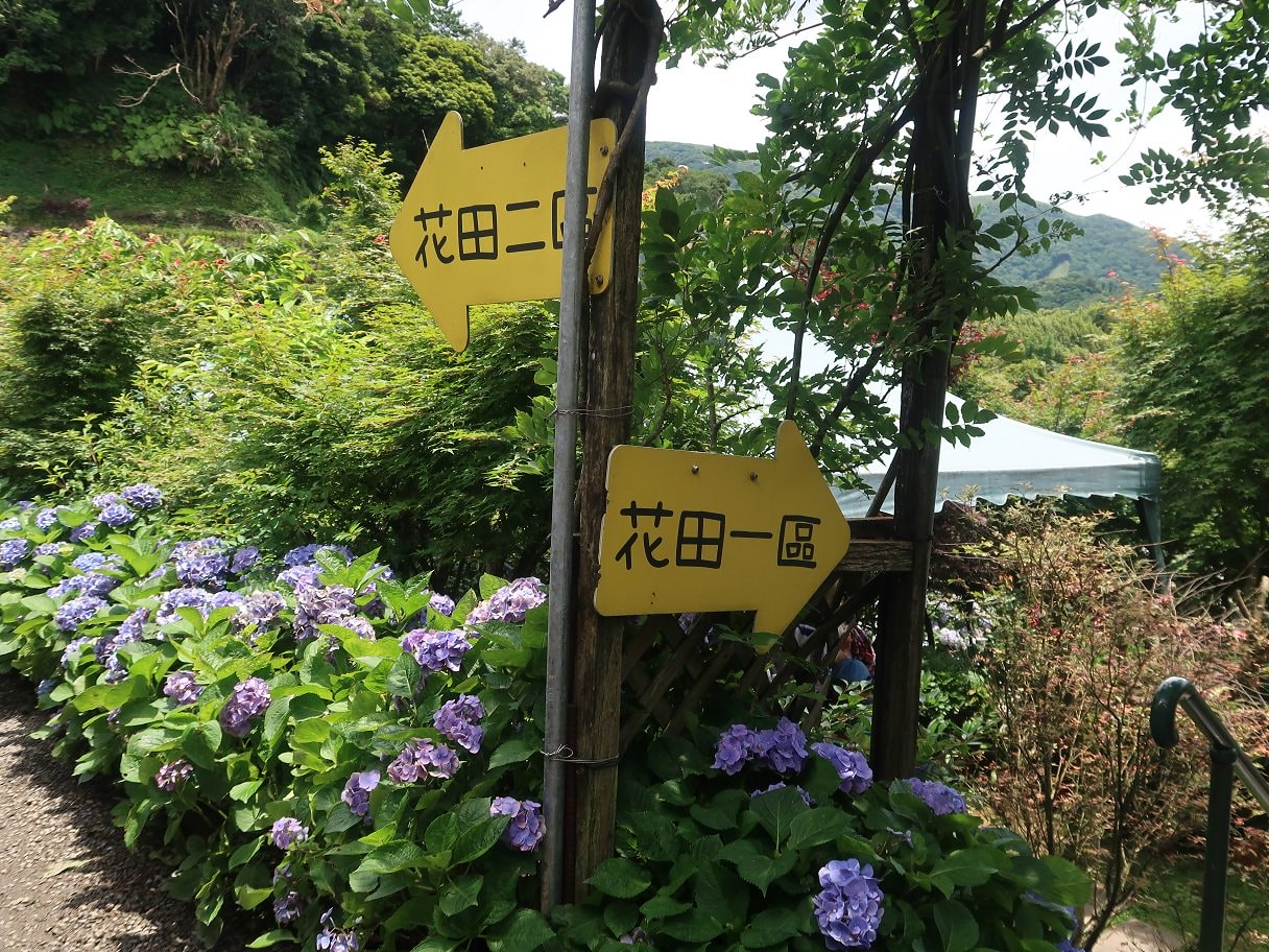 台北賞花┃陽明山竹子湖繡球花「大梯田」每年6月繽紛回憶 捷運石牌站轉小8公車 竹子湖下車