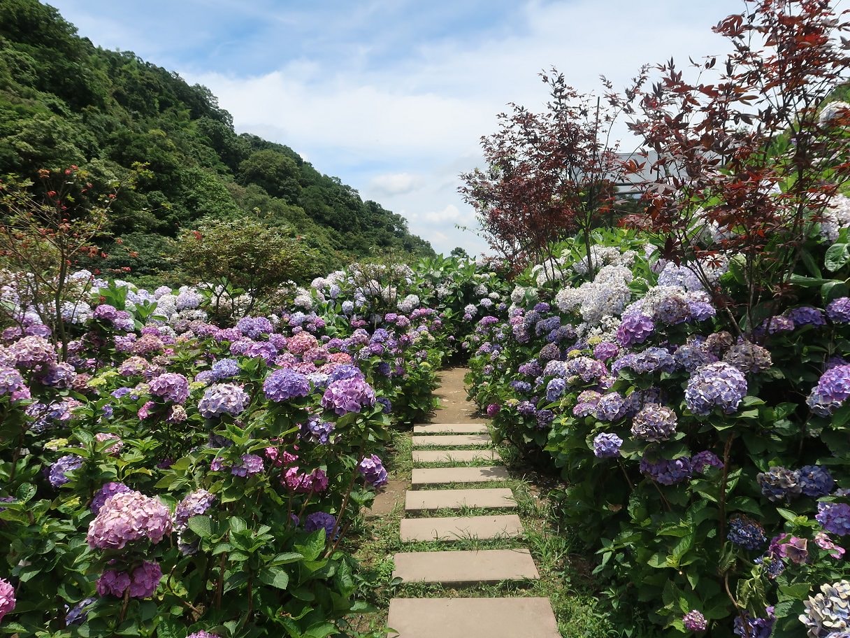 台北賞花┃陽明山竹子湖繡球花「大梯田」每年6月繽紛回憶 捷運石牌站轉小8公車 竹子湖下車