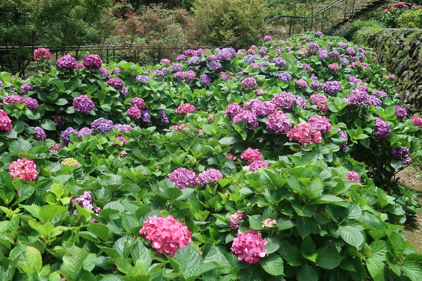 台北賞花┃陽明山竹子湖繡球花「大梯田」每年6月繽紛回憶 捷運石牌站轉小8公車 竹子湖下車