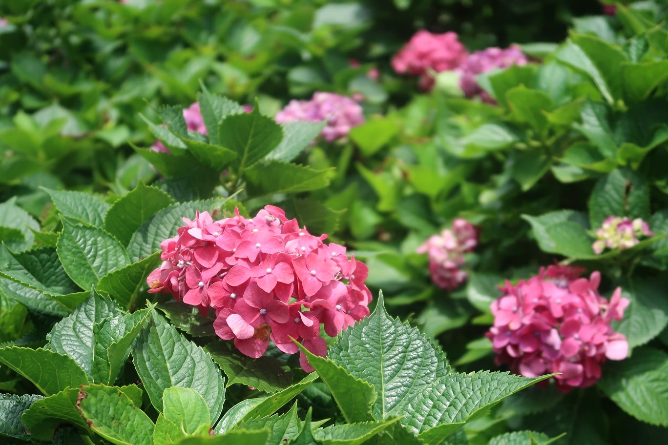 台北賞花┃陽明山竹子湖繡球花「大梯田」每年6月繽紛回憶 捷運石牌站轉小8公車 竹子湖下車