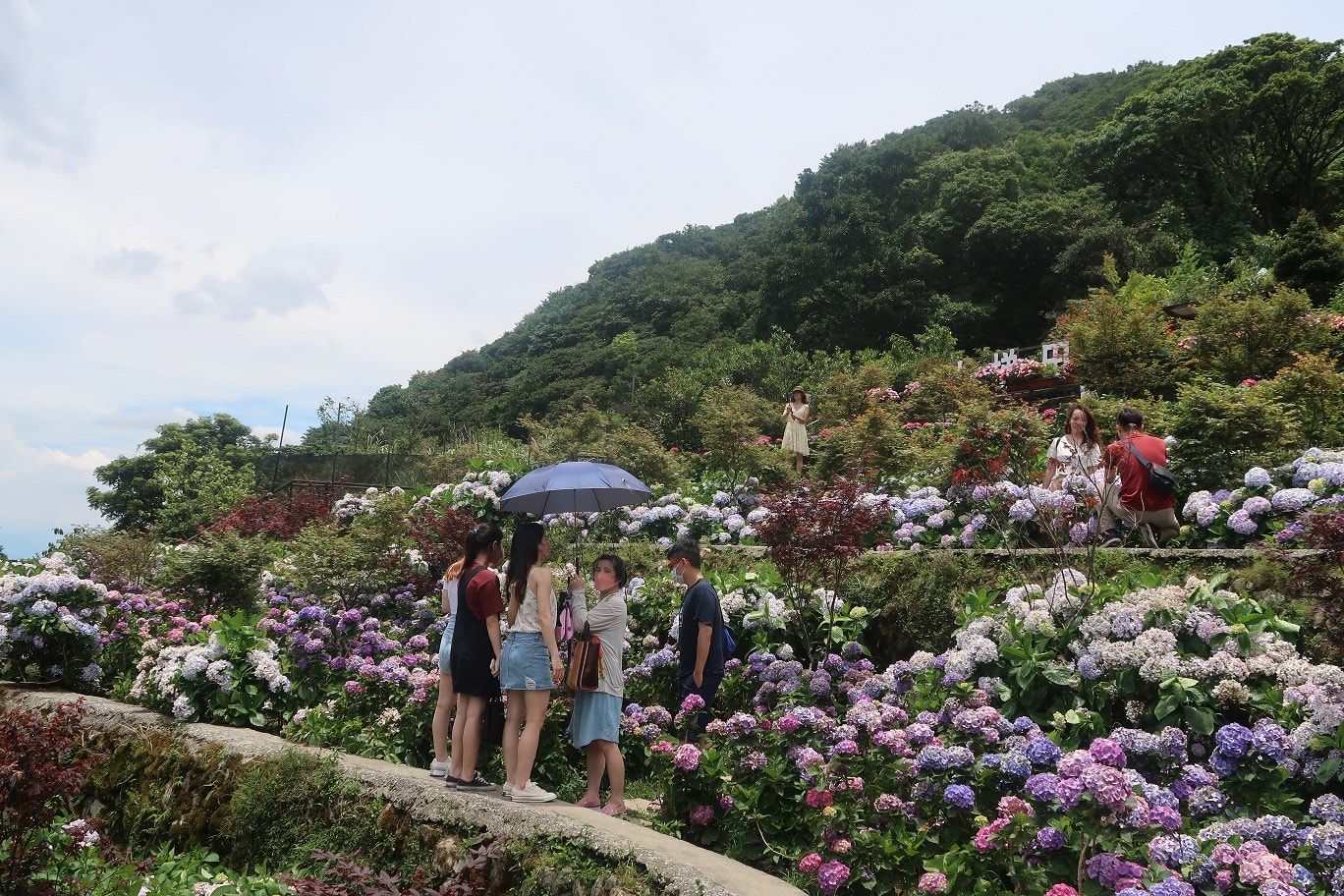 台北賞花┃陽明山竹子湖繡球花「大梯田」每年6月繽紛回憶 捷運石牌站轉小8公車 竹子湖下車