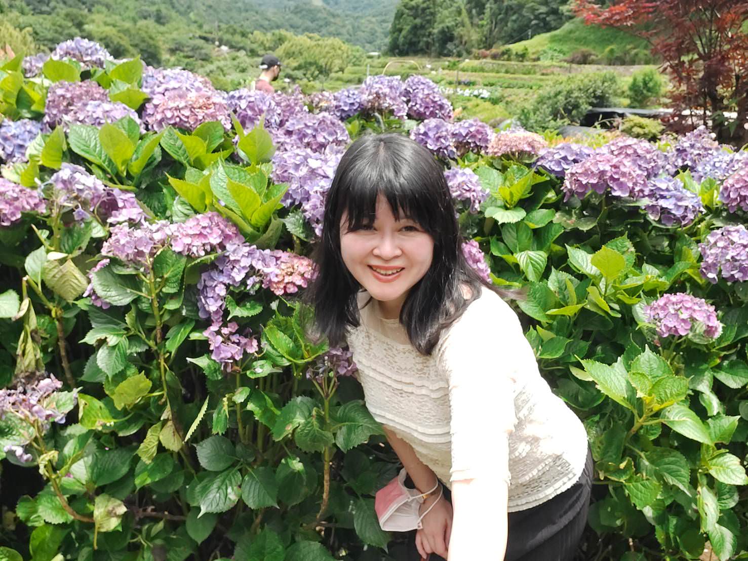 台北賞花┃陽明山竹子湖繡球花「大梯田」每年6月繽紛回憶 捷運石牌站轉小8公車 竹子湖下車