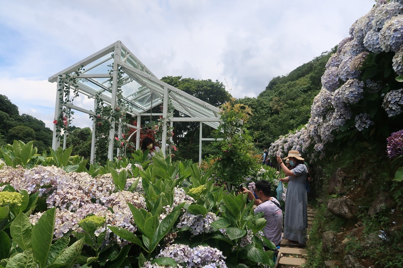 台北賞花┃陽明山竹子湖繡球花「大梯田」每年6月繽紛回憶 捷運石牌站轉小8公車 竹子湖下車