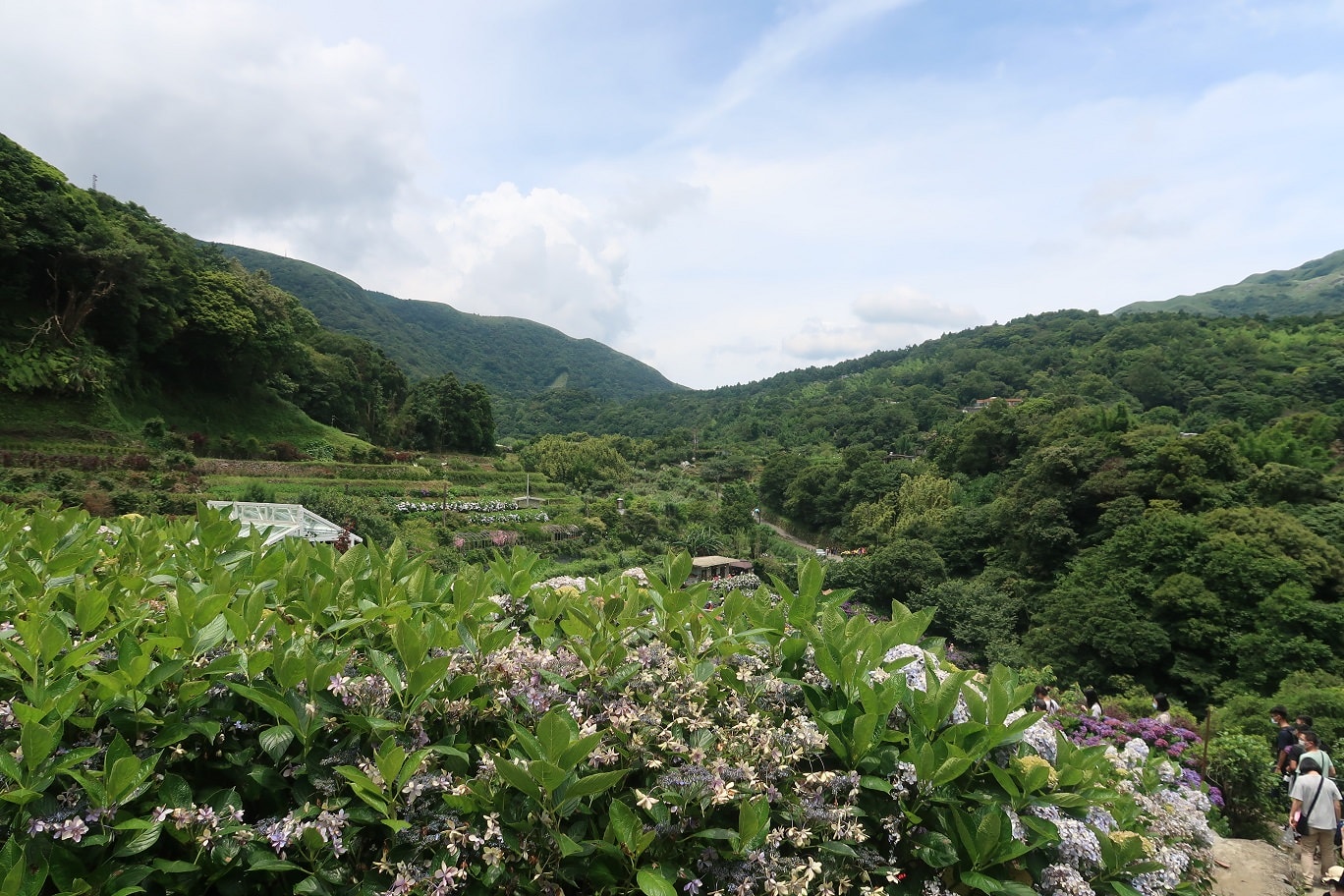 台北賞花┃陽明山竹子湖繡球花「大梯田」每年6月繽紛回憶 捷運石牌站轉小8公車 竹子湖下車