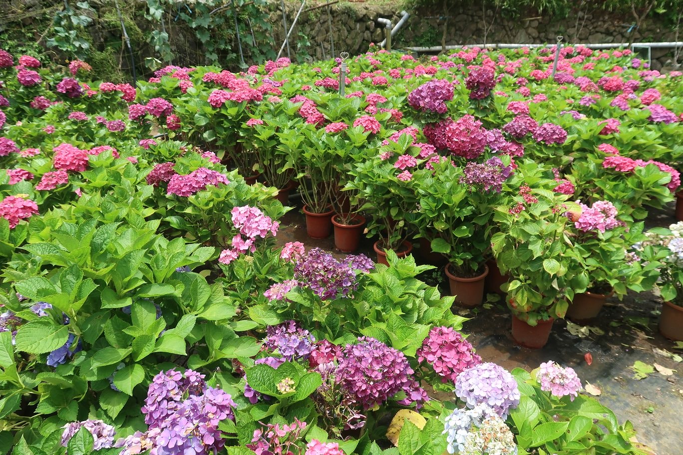 台北賞花┃陽明山竹子湖繡球花「大梯田」每年6月繽紛回憶 捷運石牌站轉小8公車 竹子湖下車