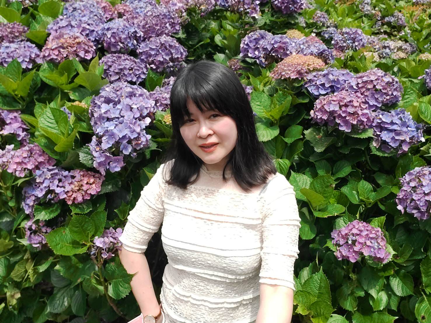 台北賞花┃陽明山竹子湖繡球花「大梯田」每年6月繽紛回憶 捷運石牌站轉小8公車 竹子湖下車