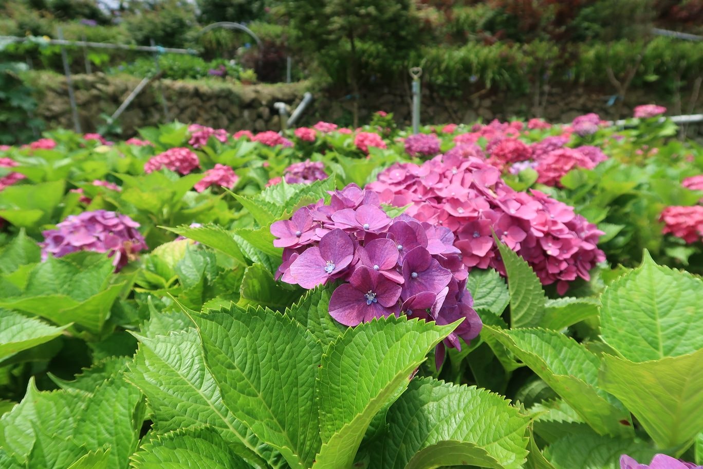 台北賞花┃陽明山竹子湖繡球花「大梯田」每年6月繽紛回憶 捷運石牌站轉小8公車 竹子湖下車