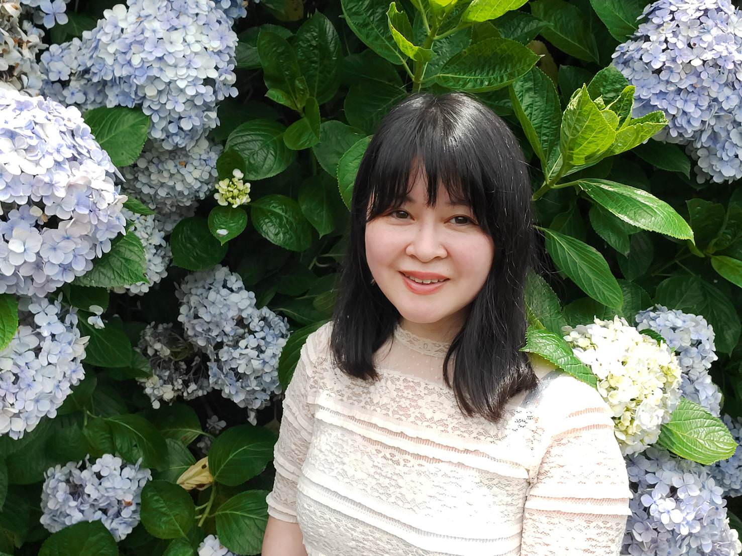 台北賞花┃陽明山竹子湖繡球花「大梯田」每年6月繽紛回憶 捷運石牌站轉小8公車 竹子湖下車