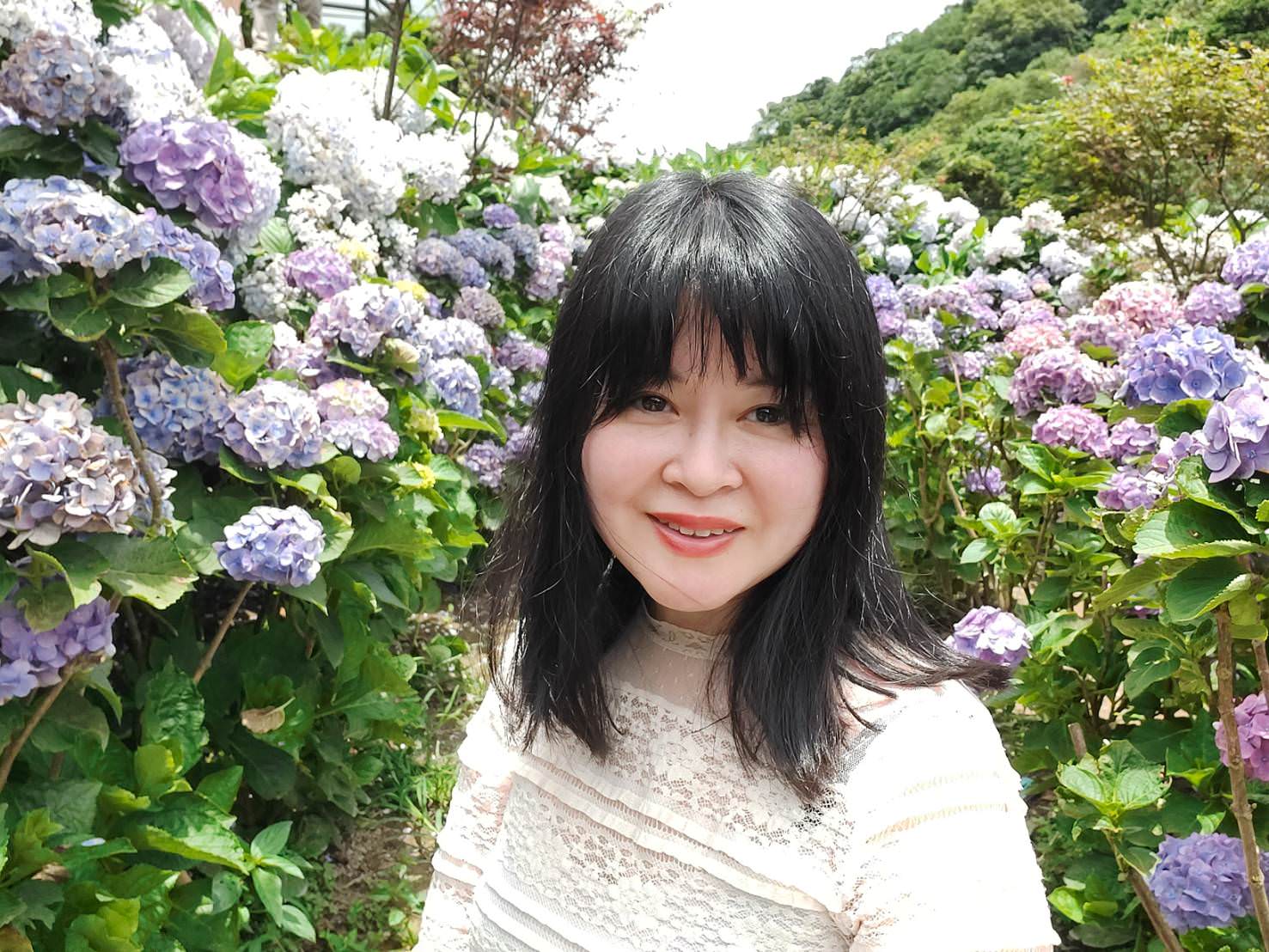 台北賞花┃陽明山竹子湖繡球花「大梯田」每年6月繽紛回憶 捷運石牌站轉小8公車 竹子湖下車