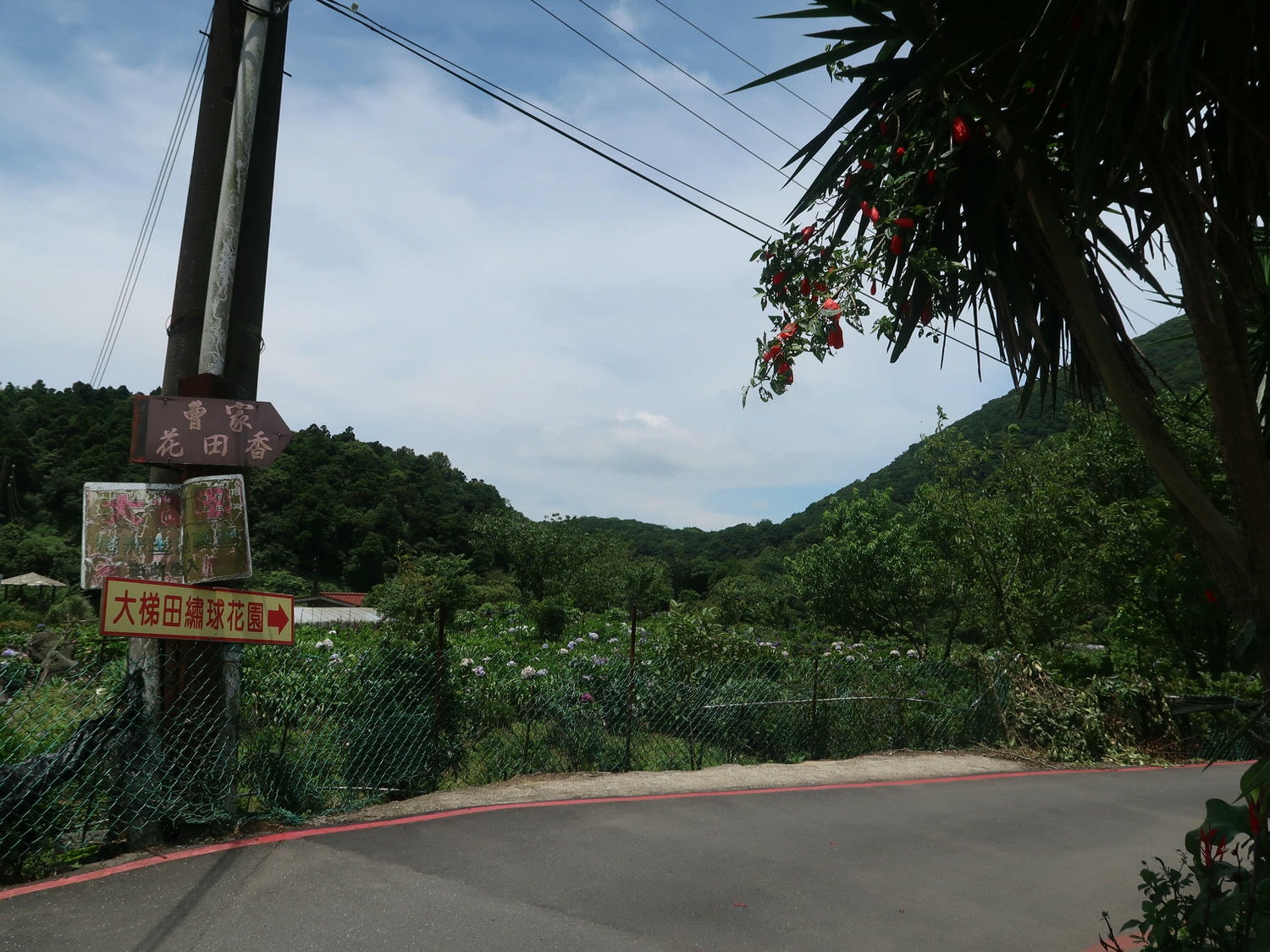 台北賞花┃陽明山竹子湖繡球花「大梯田」每年6月繽紛回憶 捷運石牌站轉小8公車 竹子湖下車