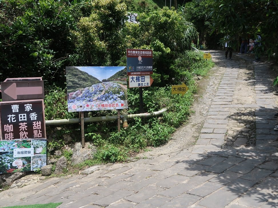 台北賞花┃陽明山竹子湖繡球花「大梯田」每年6月繽紛回憶 捷運石牌站轉小8公車 竹子湖下車