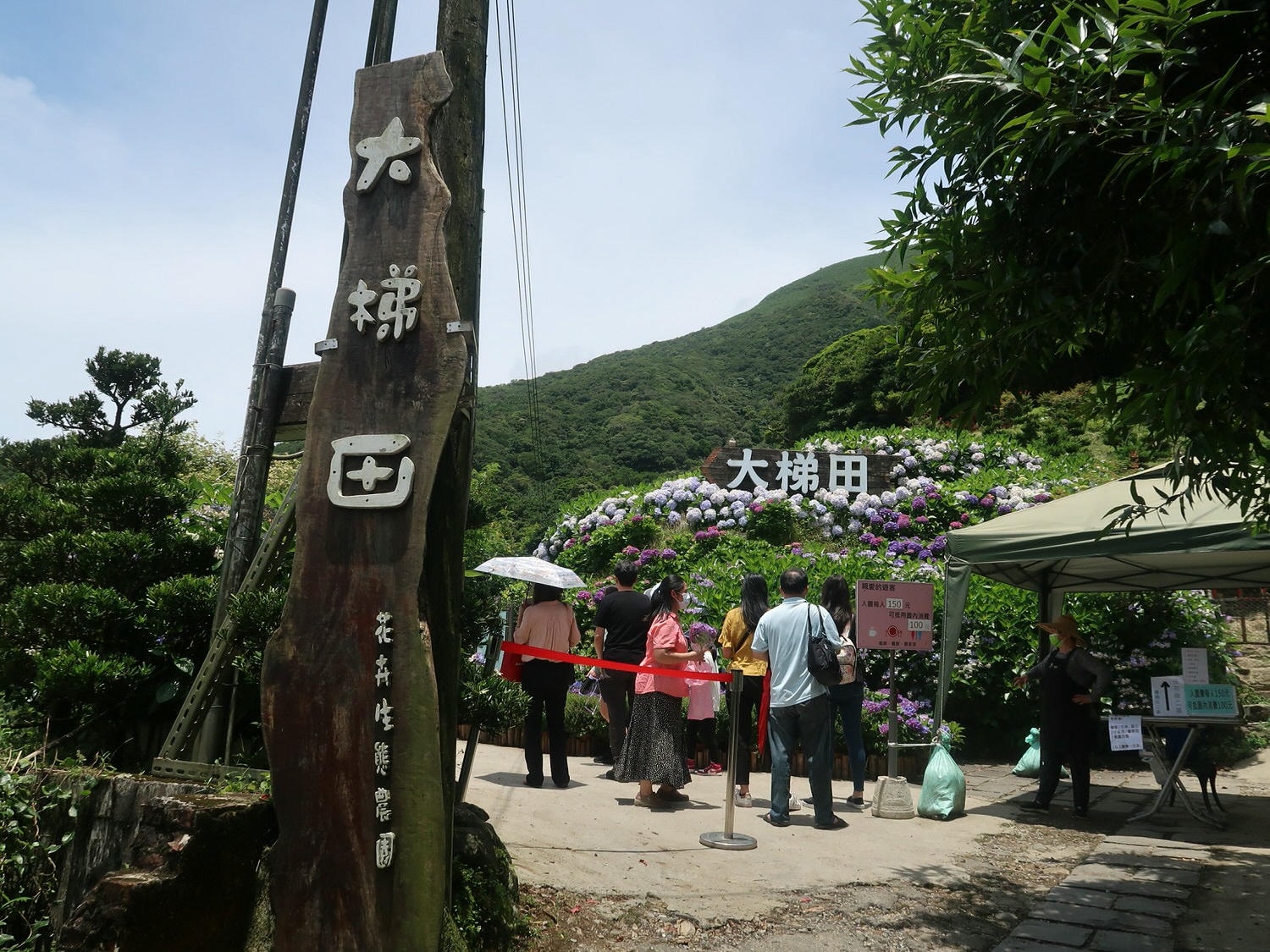 台北賞花┃陽明山竹子湖繡球花「大梯田」每年6月繽紛回憶 捷運石牌站轉小8公車 竹子湖下車