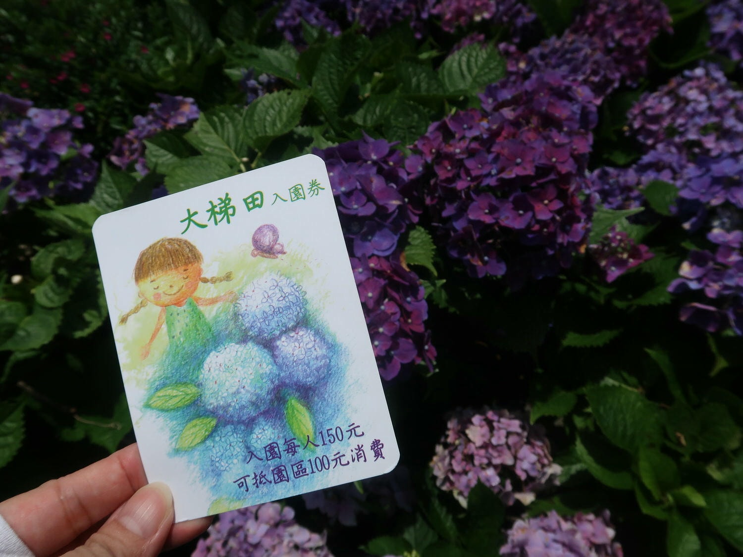 台北賞花┃陽明山竹子湖繡球花「大梯田」每年6月繽紛回憶 捷運石牌站轉小8公車 竹子湖下車