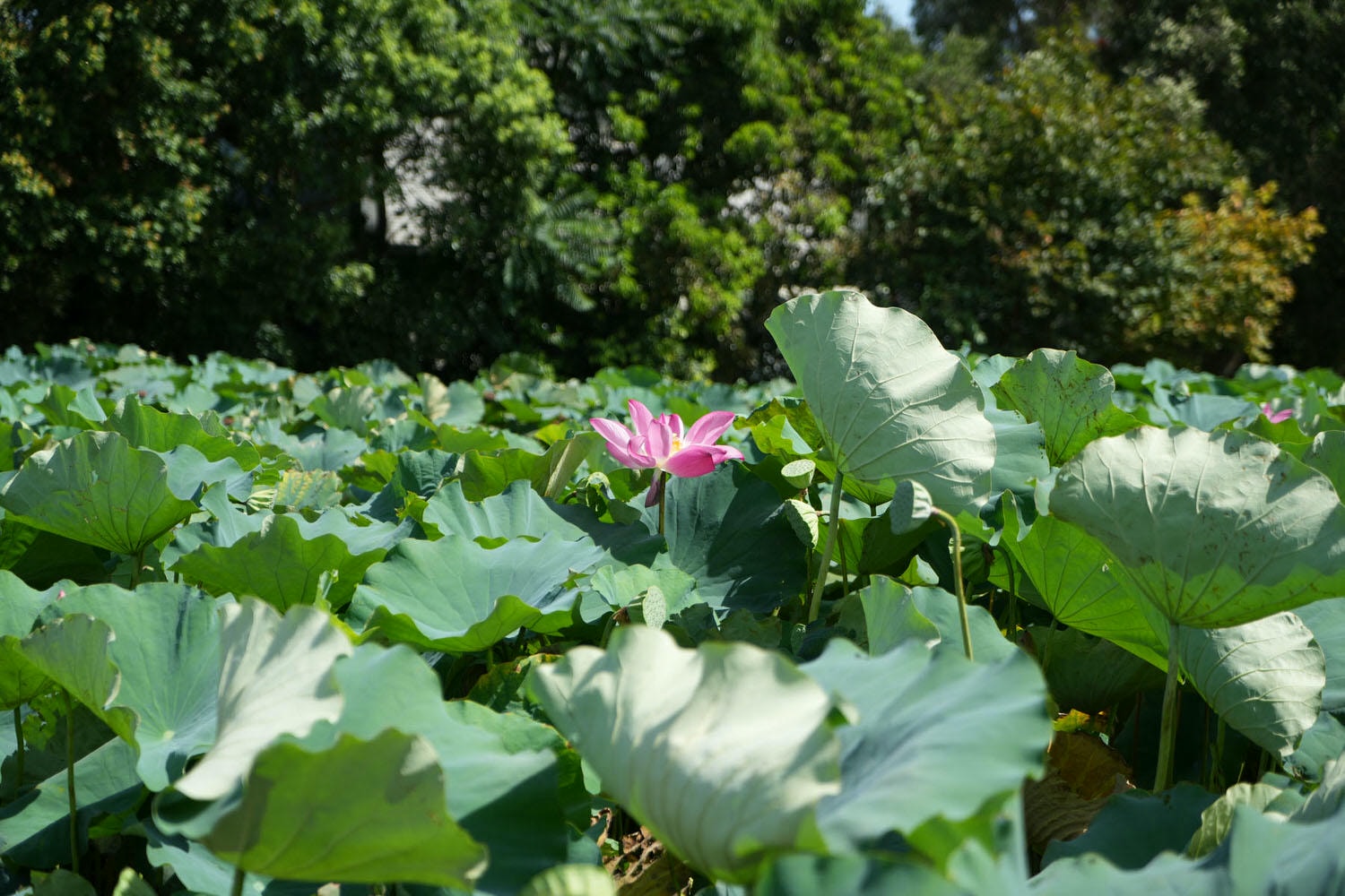 桃園觀音┃2022桃園蓮花季 荷你相癒 映照陽光荷花優雅盛開 路邊就可賞荷花 對面大停車場