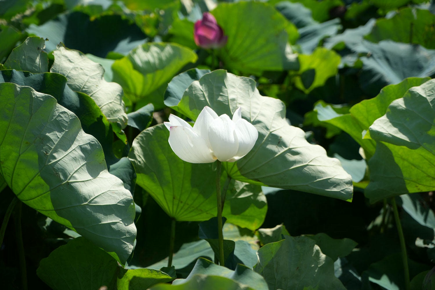 桃園觀音┃2022桃園蓮花季 荷你相癒 映照陽光荷花優雅盛開 路邊就可賞荷花 對面大停車場