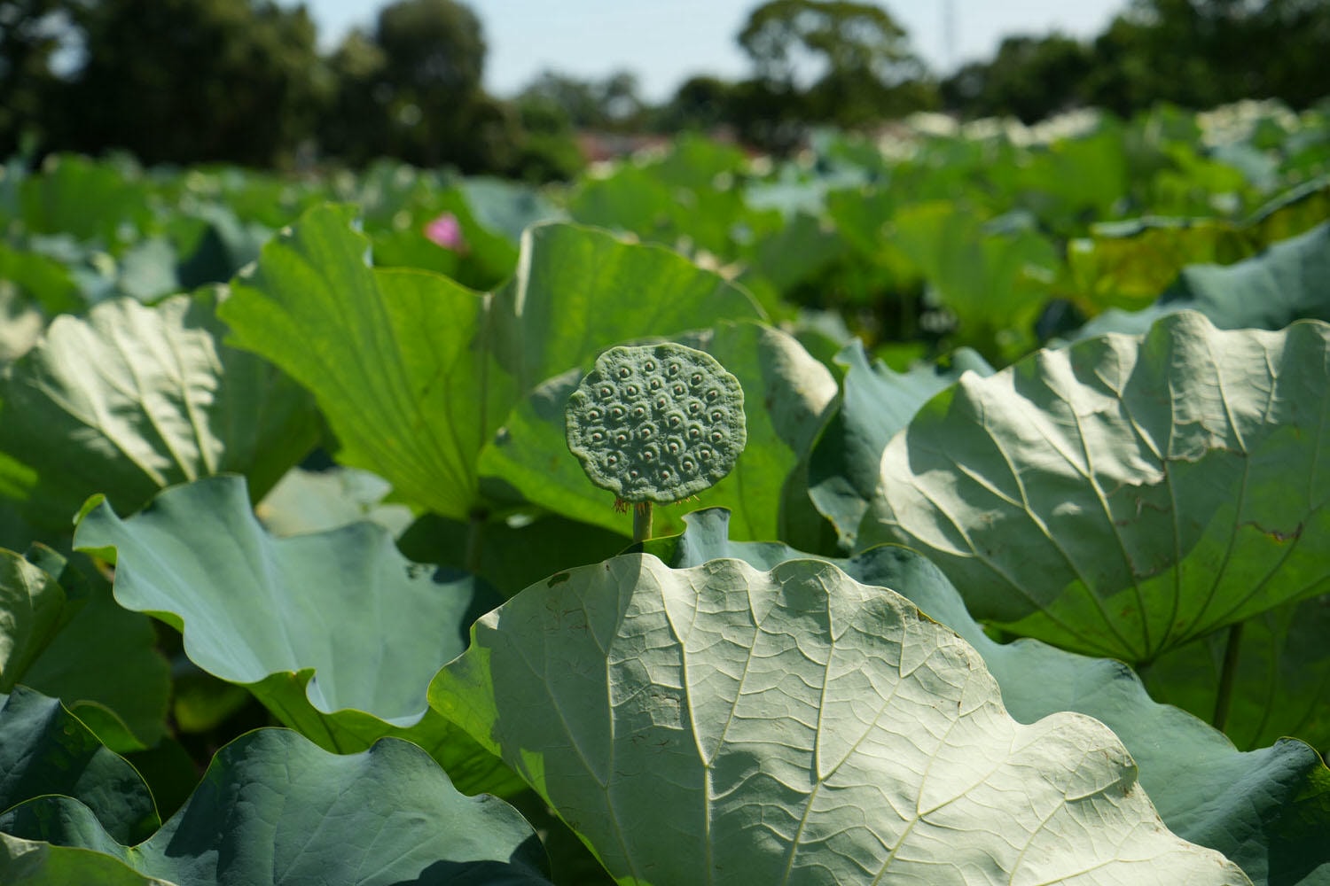 桃園觀音┃2022桃園蓮花季 荷你相癒 映照陽光荷花優雅盛開 路邊就可賞荷花 對面大停車場