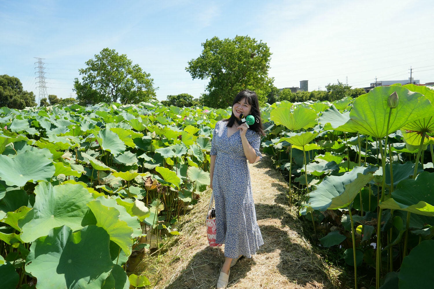 桃園觀音┃2022桃園蓮花季 荷你相癒 映照陽光荷花優雅盛開 路邊就可賞荷花 對面大停車場