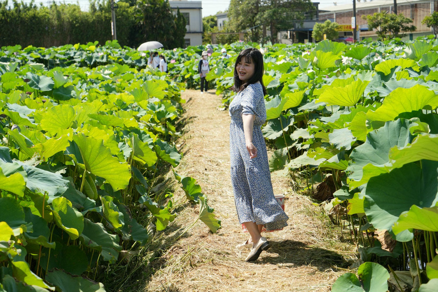 桃園觀音┃2022桃園蓮花季 荷你相癒 映照陽光荷花優雅盛開 路邊就可賞荷花 對面大停車場