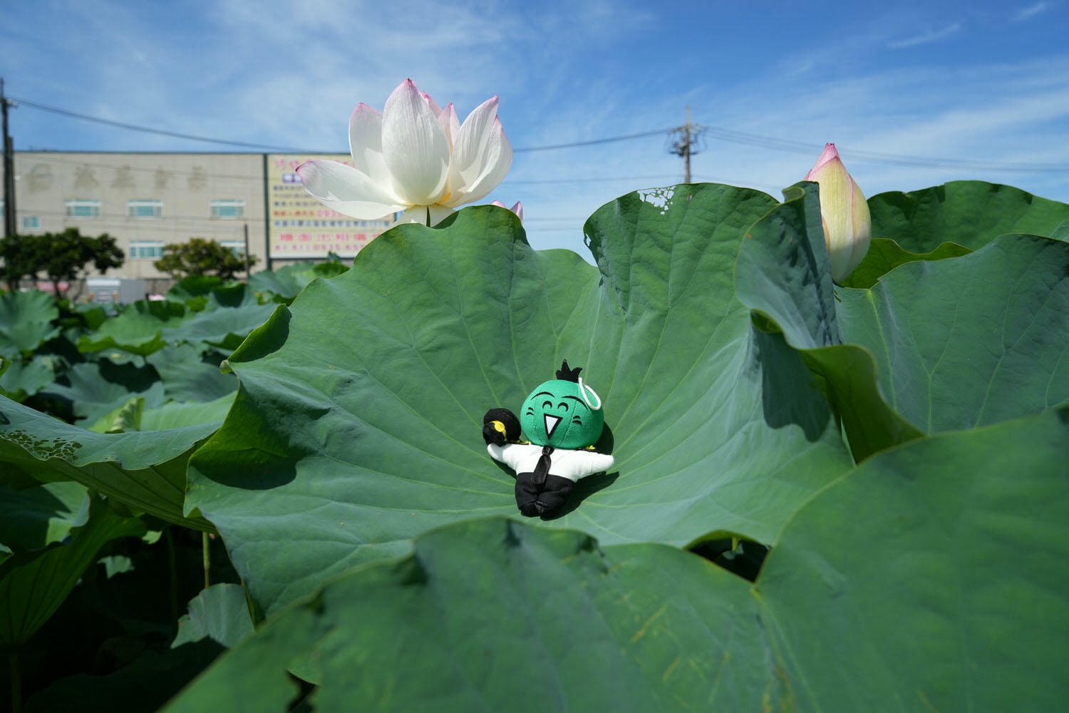 桃園觀音┃2022桃園蓮花季 荷你相癒 映照陽光荷花優雅盛開 路邊就可賞荷花 對面大停車場