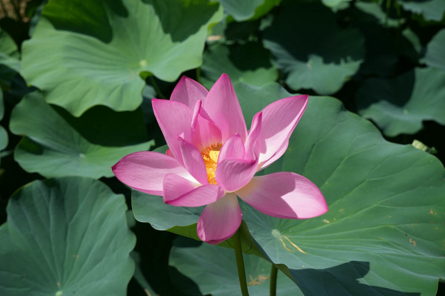 桃園觀音┃2022桃園蓮花季 荷你相癒 映照陽光荷花優雅盛開 路邊就可賞荷花 對面大停車場