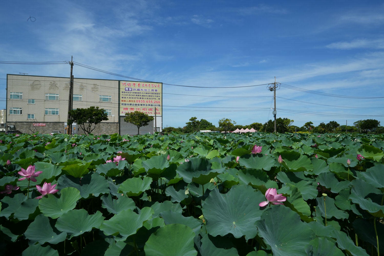 桃園觀音┃2022桃園蓮花季 荷你相癒 映照陽光荷花優雅盛開 路邊就可賞荷花 對面大停車場