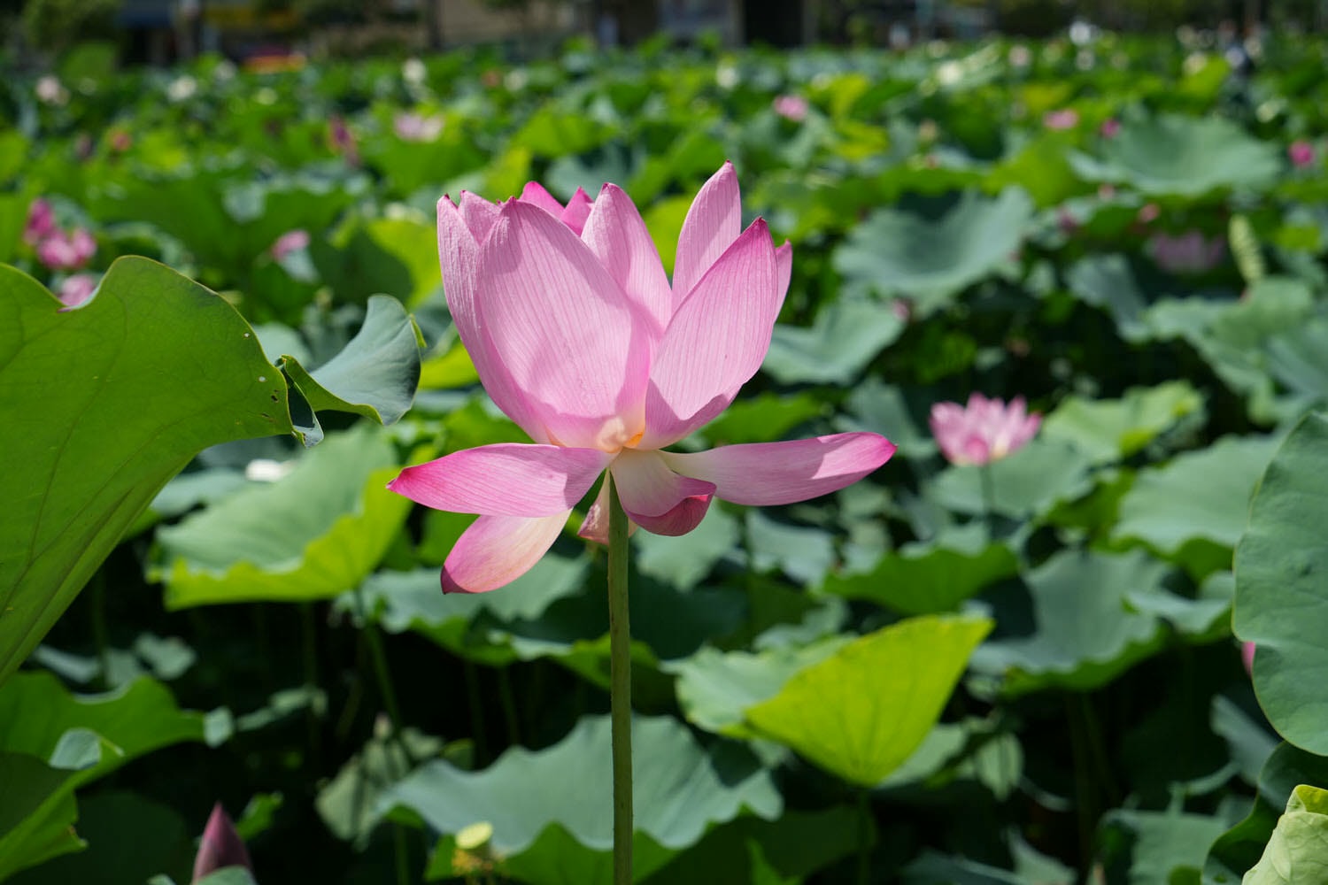 桃園觀音┃2022桃園蓮花季 荷你相癒 映照陽光荷花優雅盛開 路邊就可賞荷花 對面大停車場