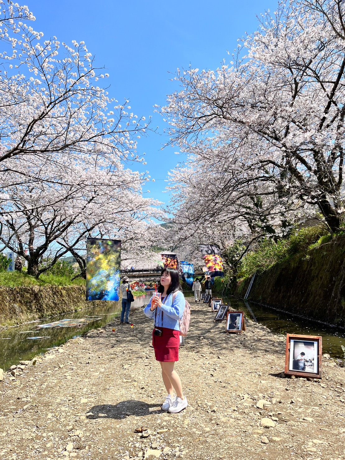四國德島┃星宇航空包機直飛德島全記錄 仙境勝浦町賞櫻 最矮弁天山登頂 DMV鐵道路兩用車 爆買大野海苔