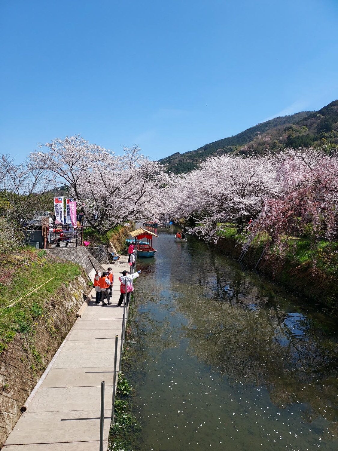 四國德島┃星宇航空包機直飛德島全記錄 仙境勝浦町賞櫻 最矮弁天山登頂 DMV鐵道路兩用車 爆買大野海苔 - 第54張圖 四國德島┃星宇航空包機直飛德島全記錄 仙境勝浦町賞櫻 最矮弁天山登頂 DMV鐵道路兩用車 爆買大野海苔