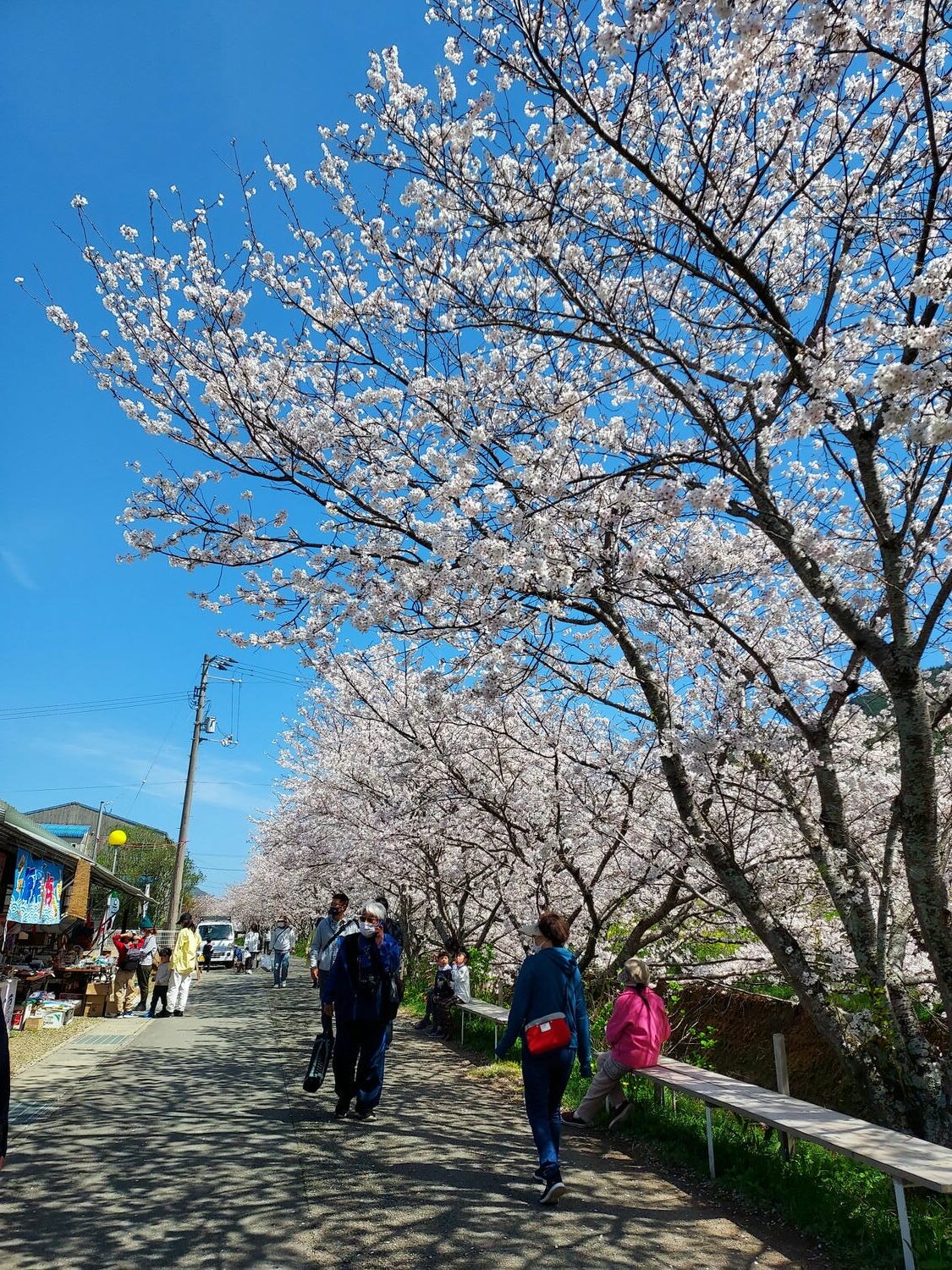 四國德島┃星宇航空包機直飛德島全記錄 仙境勝浦町賞櫻 最矮弁天山登頂 DMV鐵道路兩用車 爆買大野海苔 - 第52張圖 四國德島┃星宇航空包機直飛德島全記錄 仙境勝浦町賞櫻 最矮弁天山登頂 DMV鐵道路兩用車 爆買大野海苔