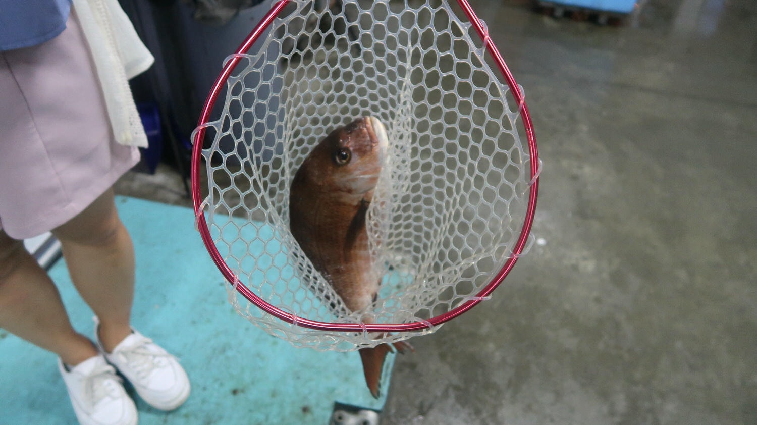四國德島餐廳┃四國最好玩釣魚餐廳 德島新鮮納得市定食燒烤複合式/徳島新鮮なっとく市 海景超美 近永旺購物德島港 - 第32張圖 四國德島餐廳┃四國最好玩釣魚餐廳 德島新鮮納得市定食燒烤複合式/徳島新鮮なっとく市 海景超美 近永旺購物德島港