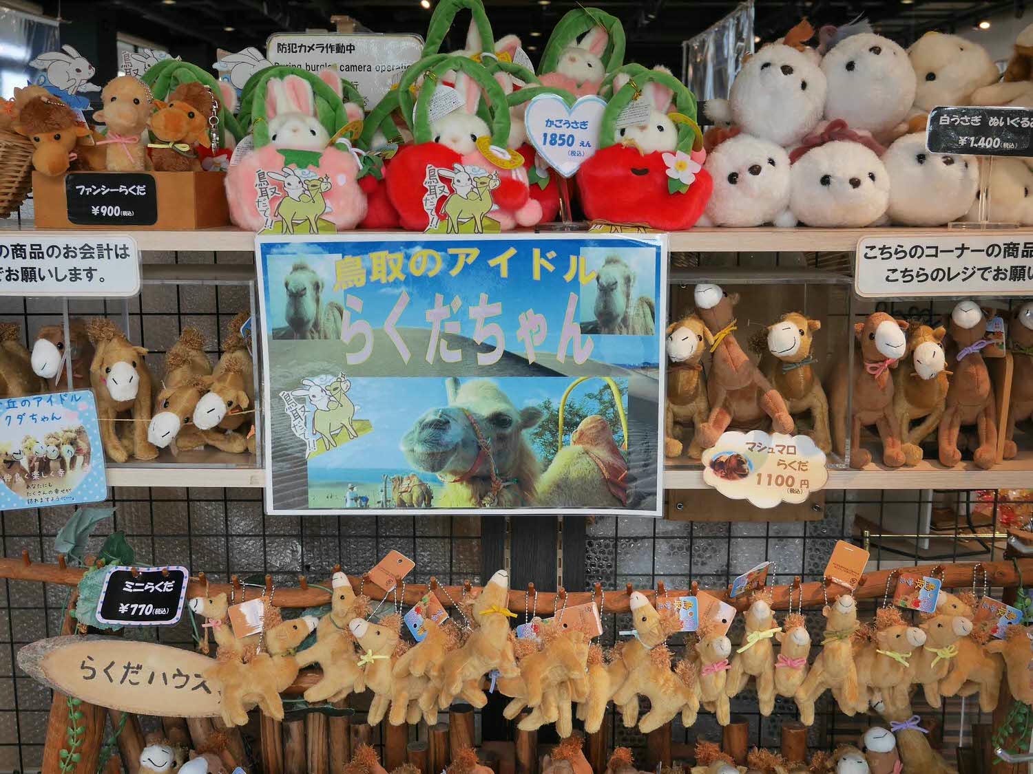 鳥取景點┃砂丘中心見晴之丘吃飯 搭吊椅展望砂丘 隈研吾建築Takahama Cafe高濱咖啡廳 鳥取自由行LISA駱駝