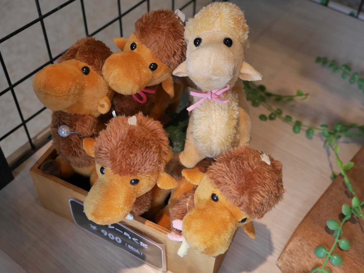 鳥取景點┃砂丘中心見晴之丘吃飯 搭吊椅展望砂丘 隈研吾建築Takahama Cafe高濱咖啡廳 鳥取自由行LISA駱駝