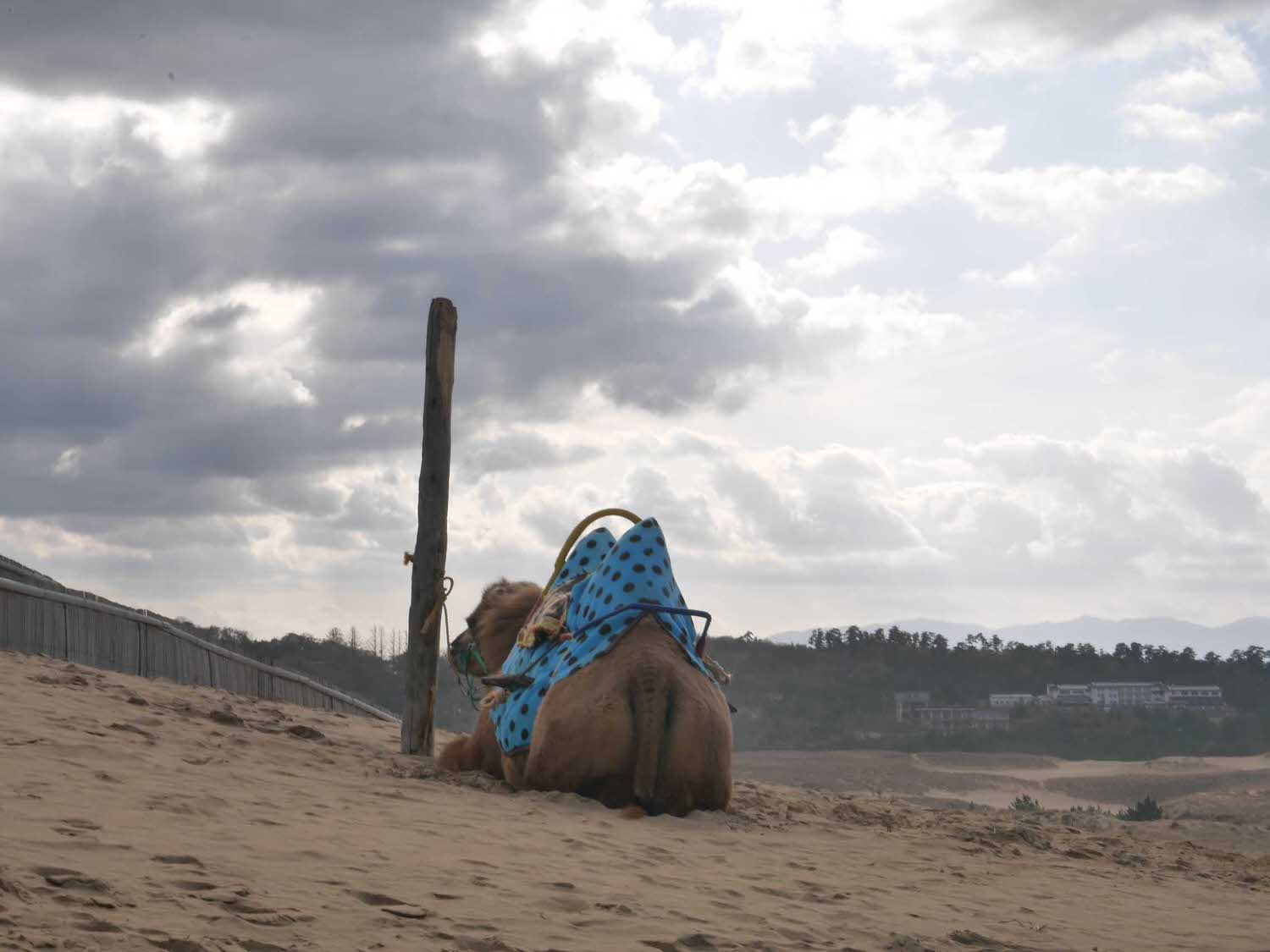 鳥取景點┃砂丘中心見晴之丘吃飯 搭吊椅展望砂丘 隈研吾建築Takahama Cafe高濱咖啡廳 鳥取自由行LISA駱駝