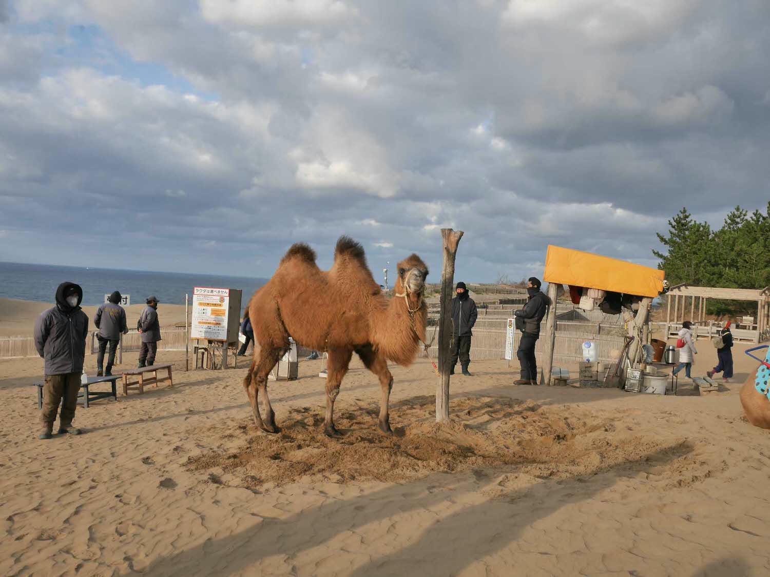 鳥取景點┃砂丘中心見晴之丘吃飯 搭吊椅展望砂丘 隈研吾建築Takahama Cafe高濱咖啡廳 鳥取自由行LISA駱駝