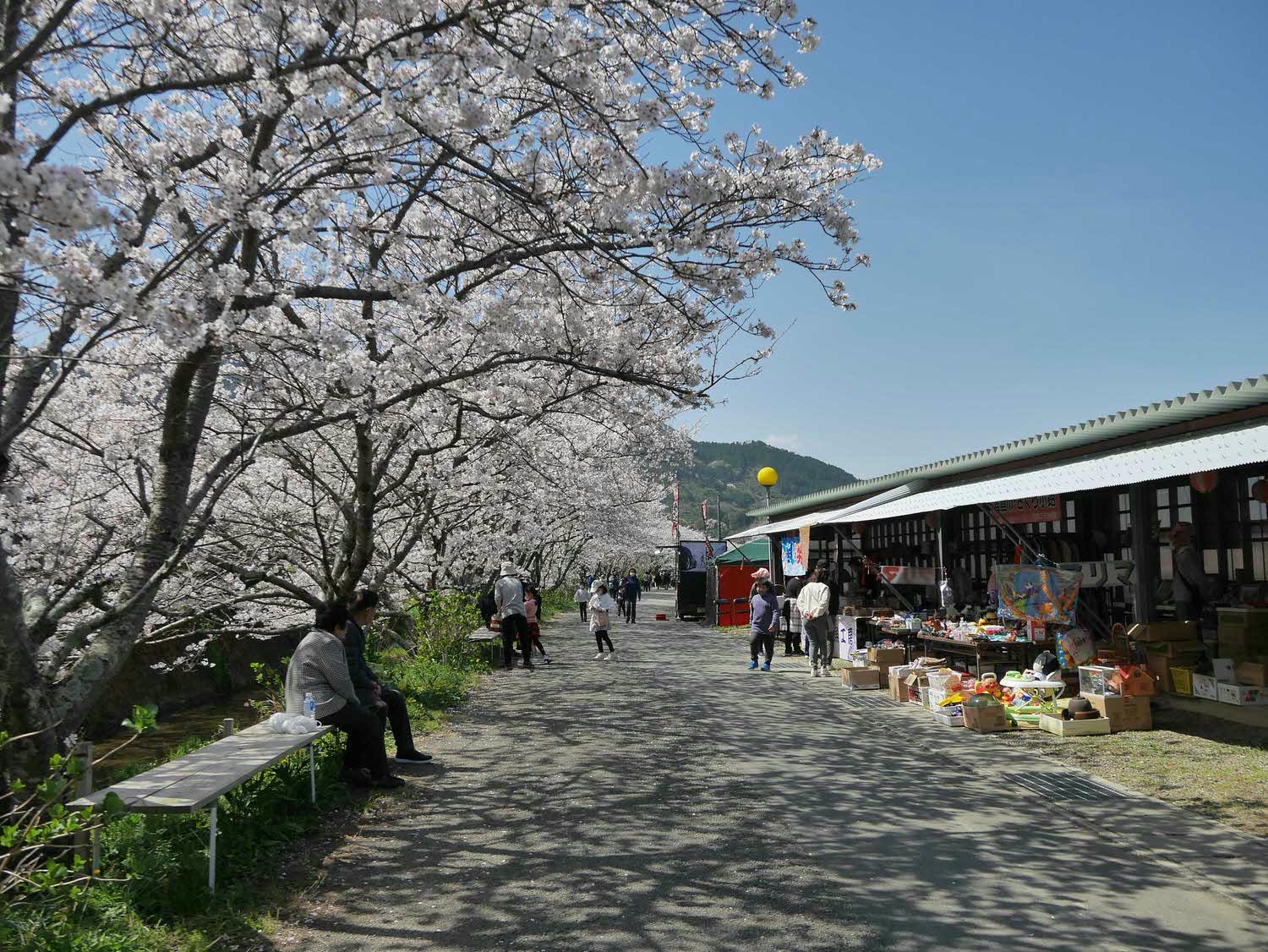 四國德島┃星宇航空包機直飛德島全記錄 仙境勝浦町賞櫻 最矮弁天山登頂 DMV鐵道路兩用車 爆買大野海苔