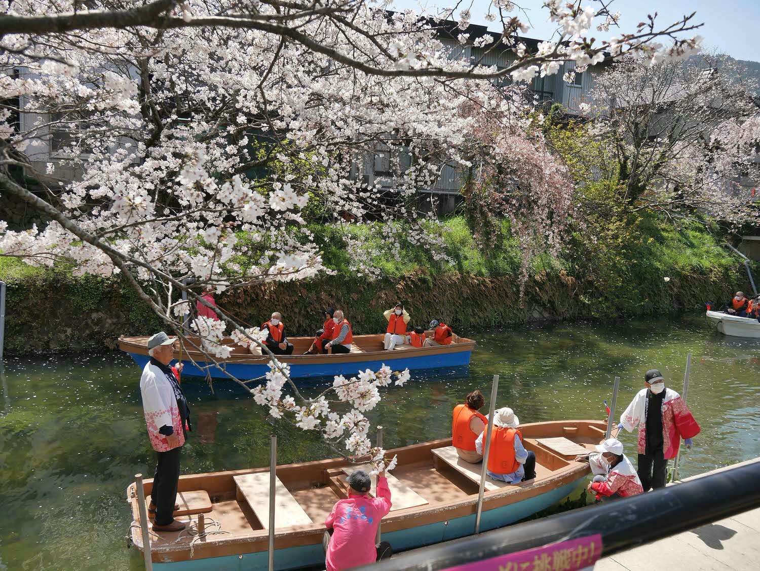 四國德島┃星宇航空包機直飛德島全記錄 仙境勝浦町賞櫻 最矮弁天山登頂 DMV鐵道路兩用車 爆買大野海苔