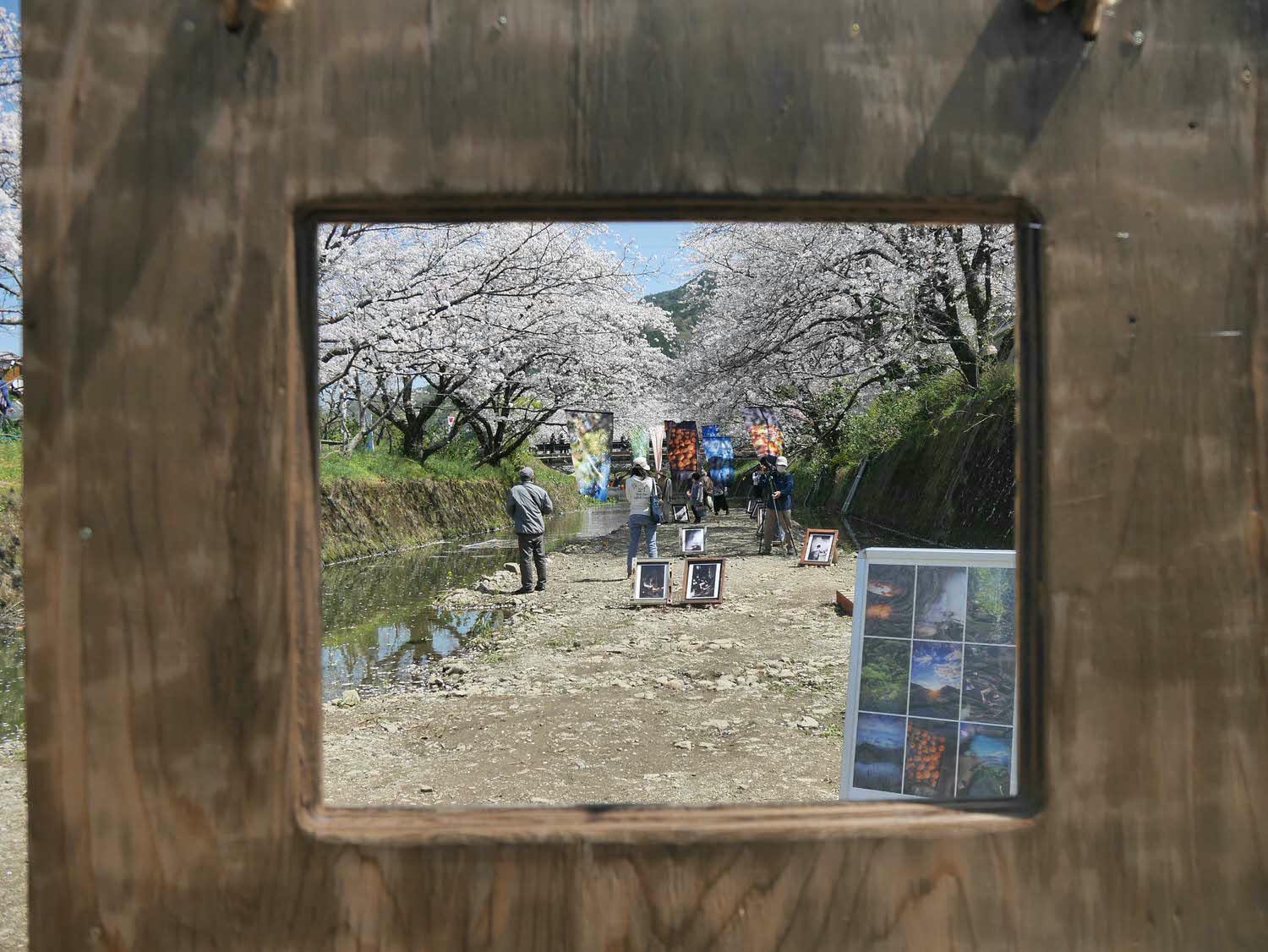 四國德島┃星宇航空包機直飛德島全記錄 仙境勝浦町賞櫻 最矮弁天山登頂 DMV鐵道路兩用車 爆買大野海苔