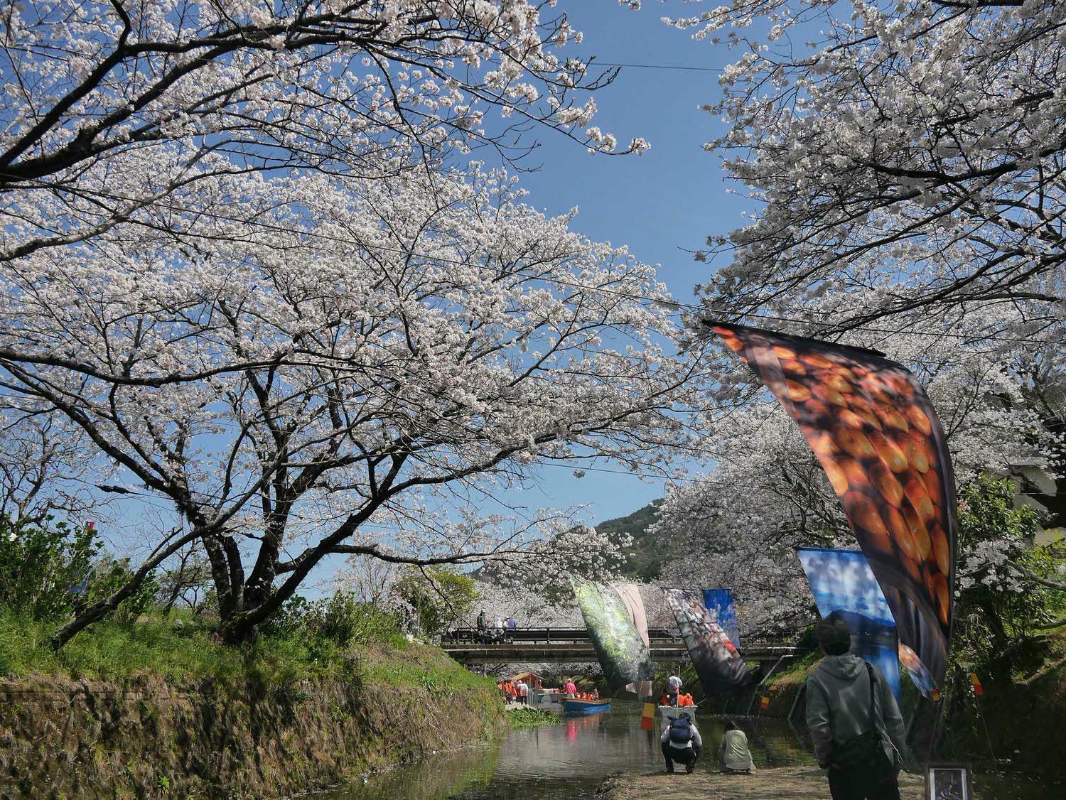 四國德島┃星宇航空包機直飛德島全記錄 仙境勝浦町賞櫻 最矮弁天山登頂 DMV鐵道路兩用車 爆買大野海苔