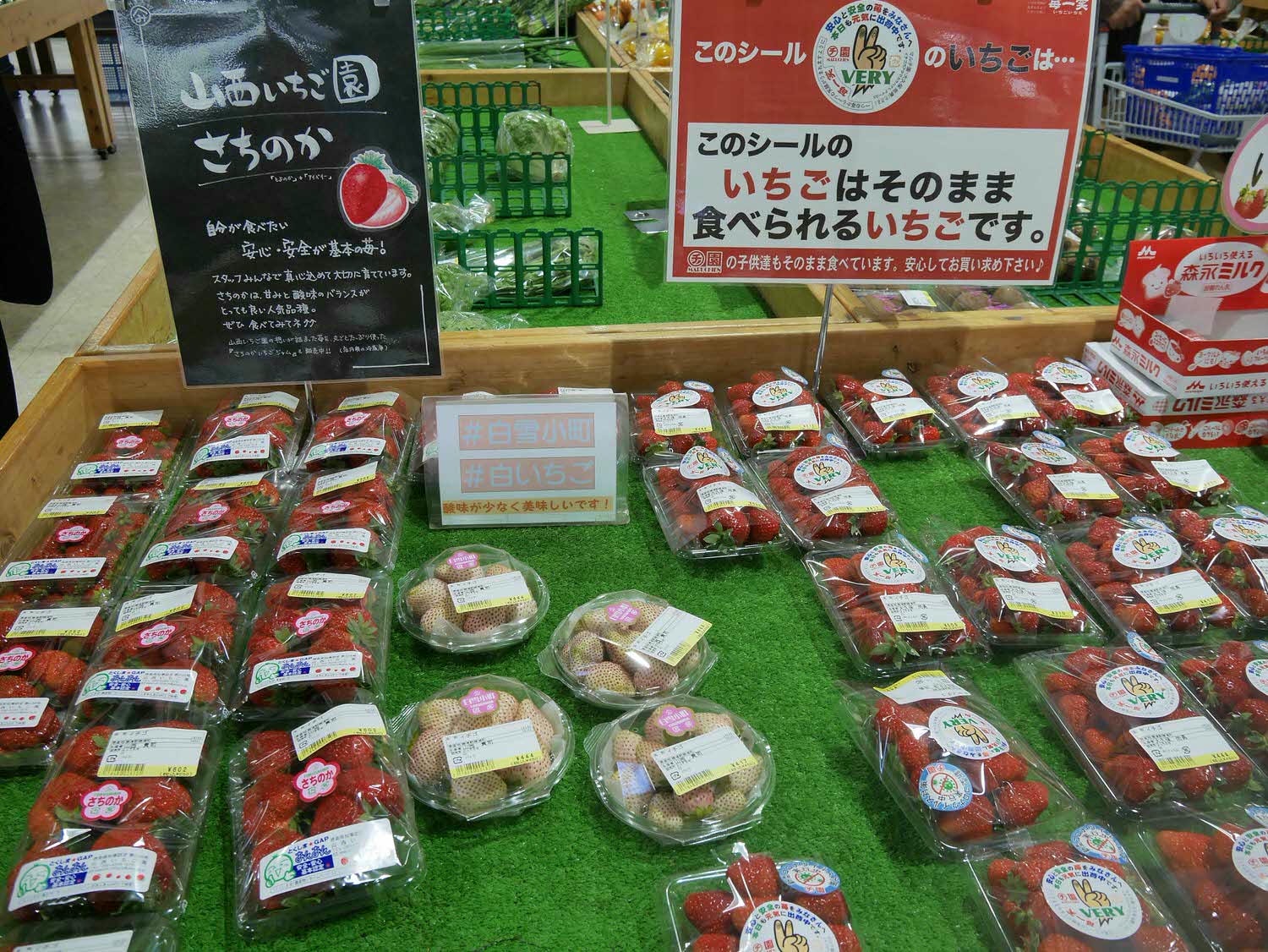 四國德島┃星宇航空包機直飛德島全記錄 仙境勝浦町賞櫻 最矮弁天山登頂 DMV鐵道路兩用車 爆買大野海苔